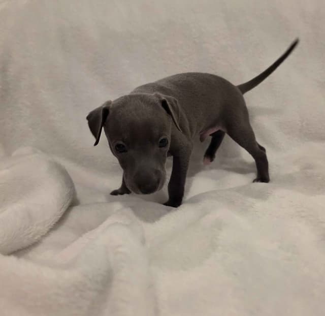 Italian Greyhound Puppies media 11