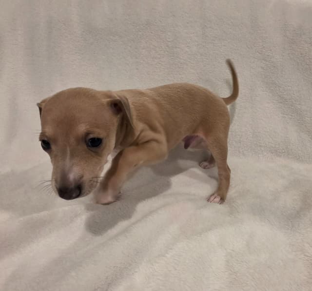 Italian Greyhound Puppies media 13