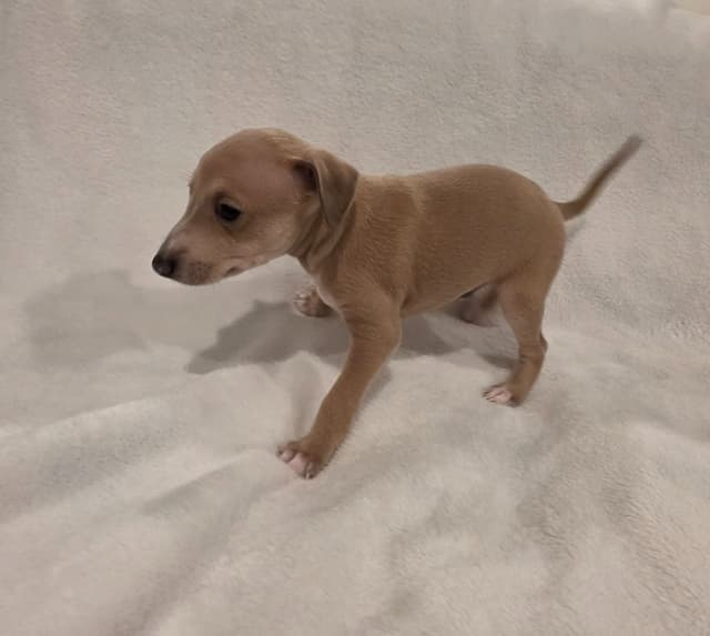Italian Greyhound Puppies media 14