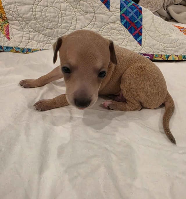Italian Greyhound Puppies media 18