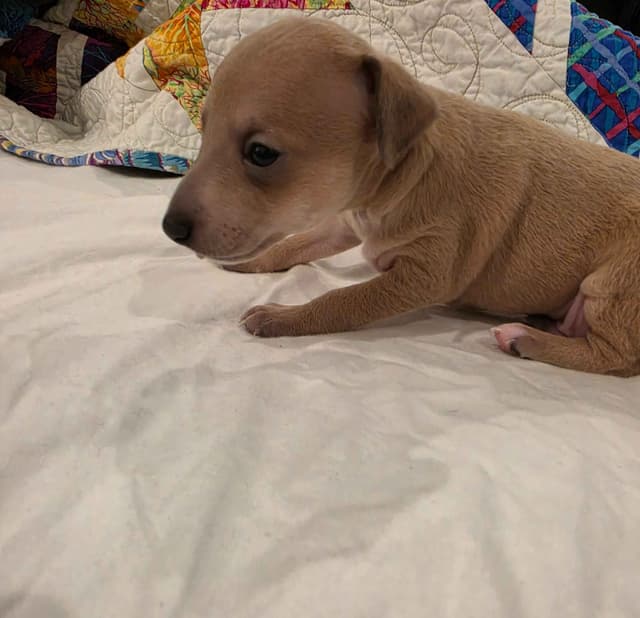 Italian Greyhound Puppies media 17