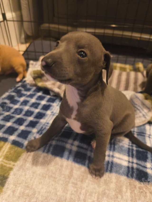 Italian Greyhound Puppies media 15