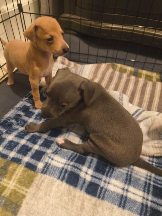 Italian Greyhound Puppies media 16