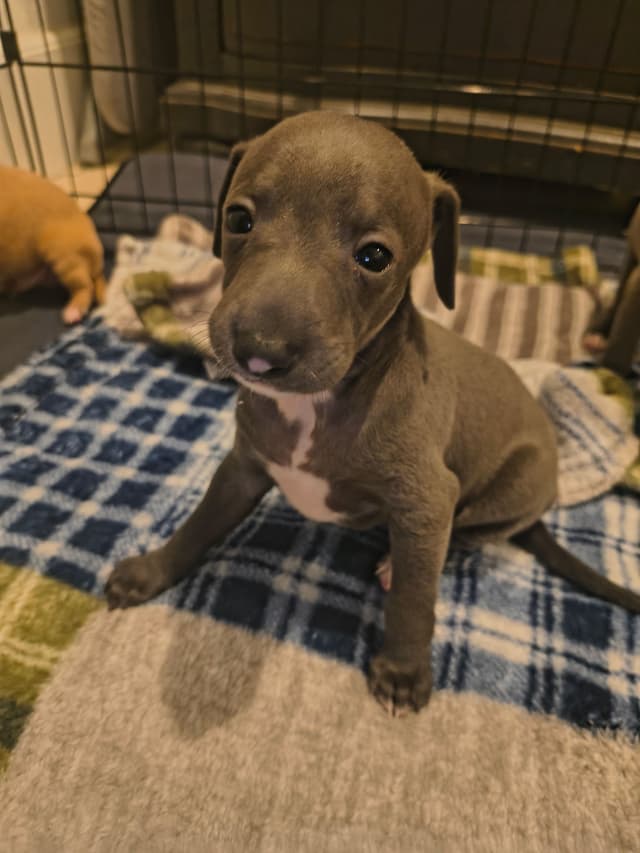 Italian Greyhound Puppies media 19