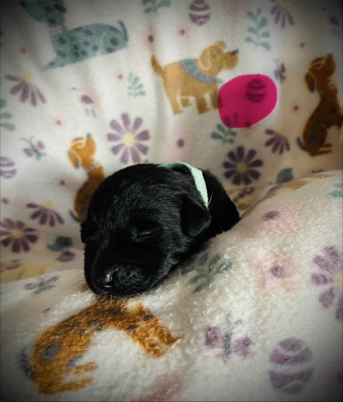 Labrador Retriever Puppies breeder image 2