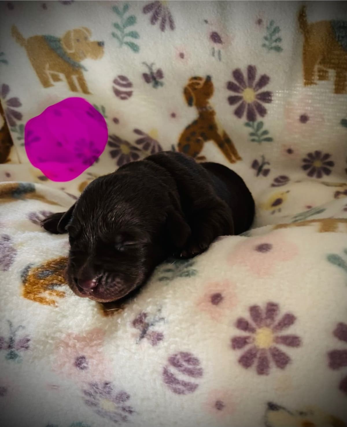 Labrador Retriever Puppies breeder image 4