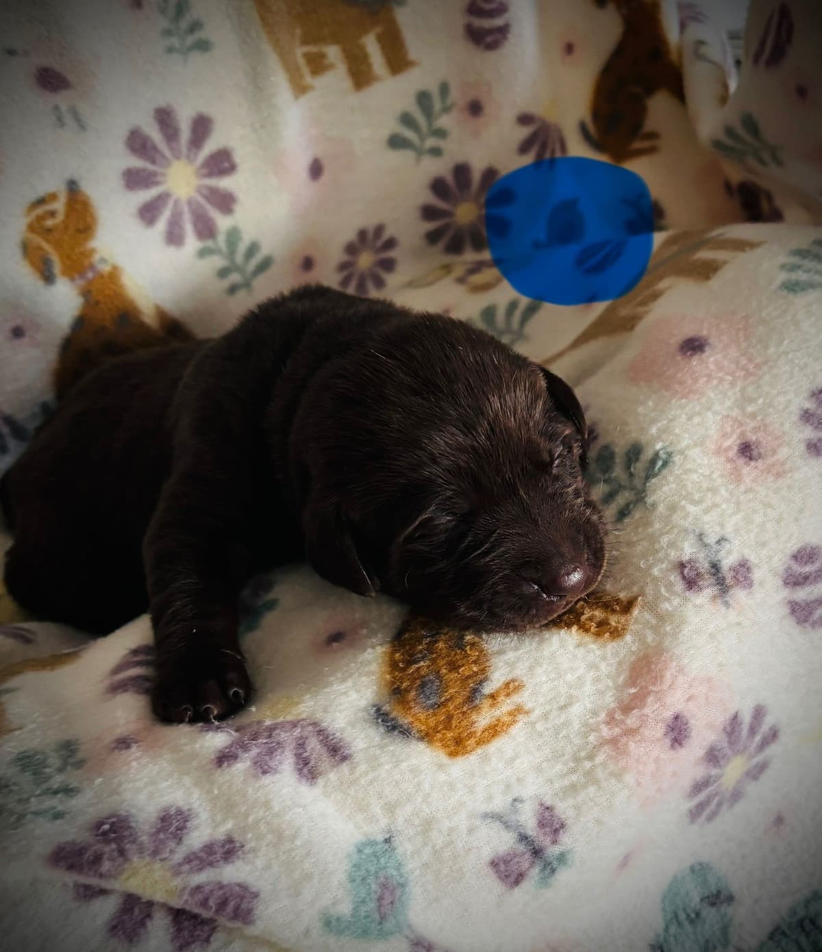 Labrador Retriever Puppies breeder image 9