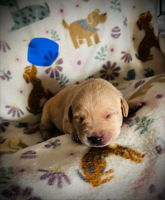 Labrador Retriever Puppies media 4