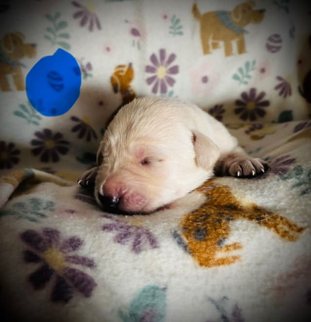 Labrador Retriever Puppies media 5