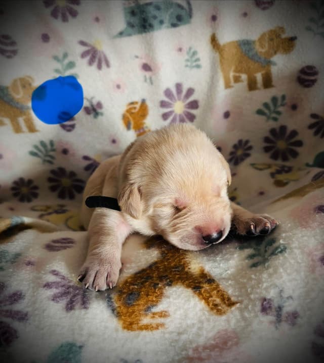 Labrador Retriever Puppies media 6