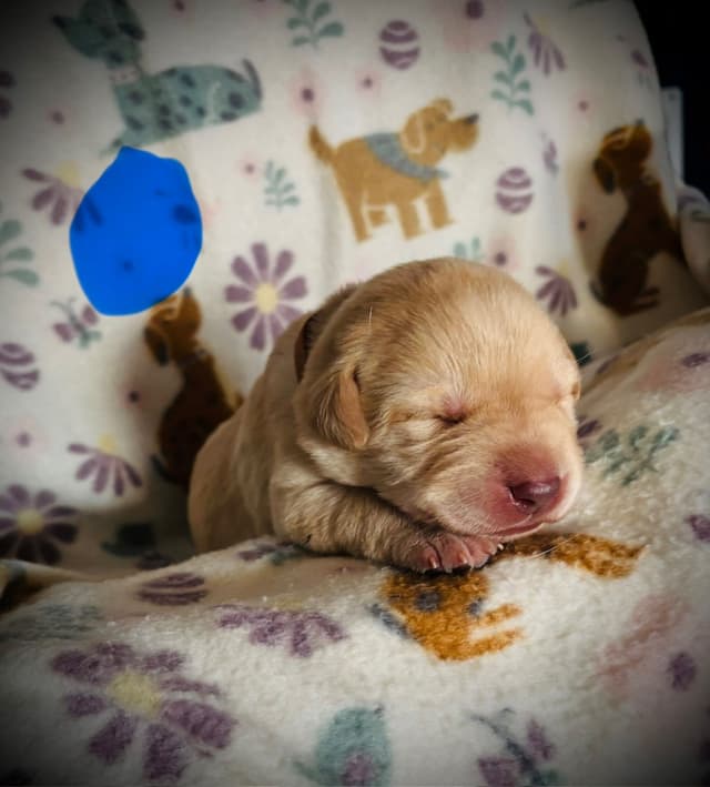 Labrador Retriever Puppies media 10