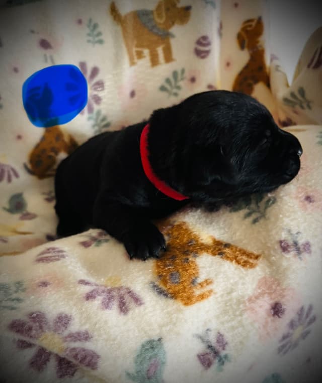 Labrador Retriever Puppies media 11