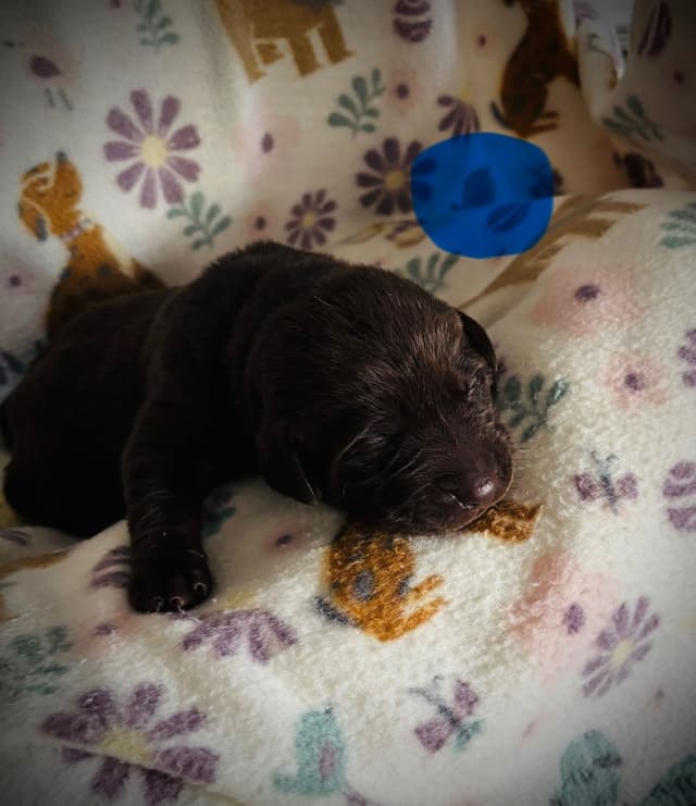 Labrador Retriever Puppies media 12