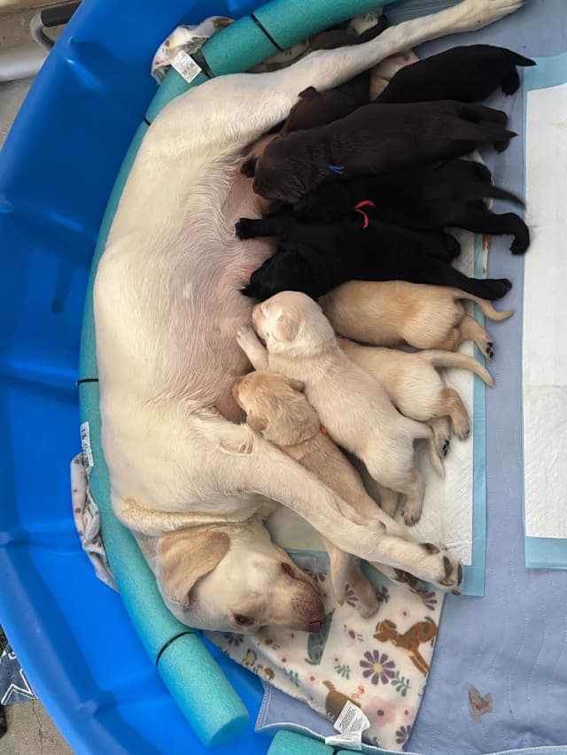 Labrador Retriever Puppies media 13