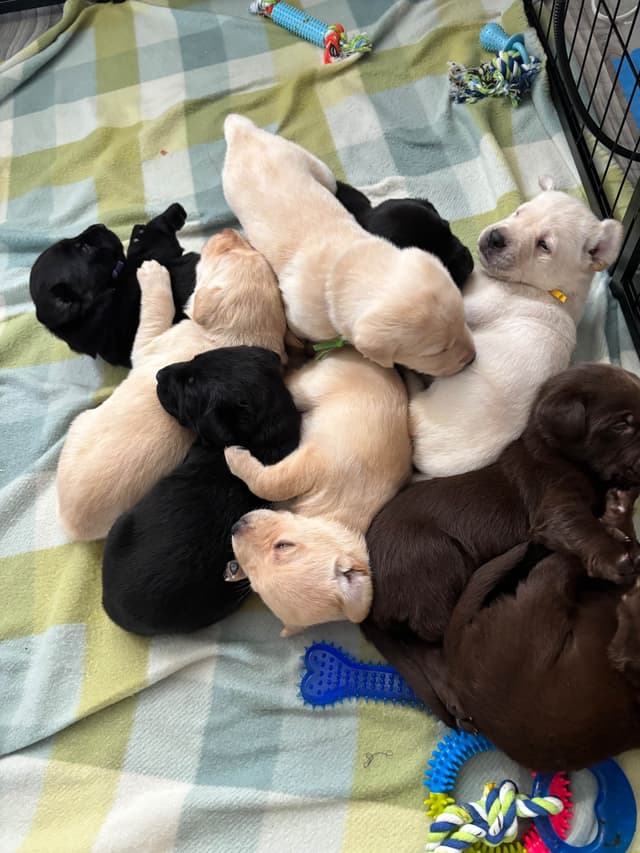 Labrador Retriever Puppies media 3