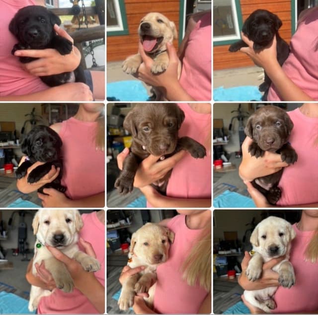 Labrador Retriever Puppies media 2