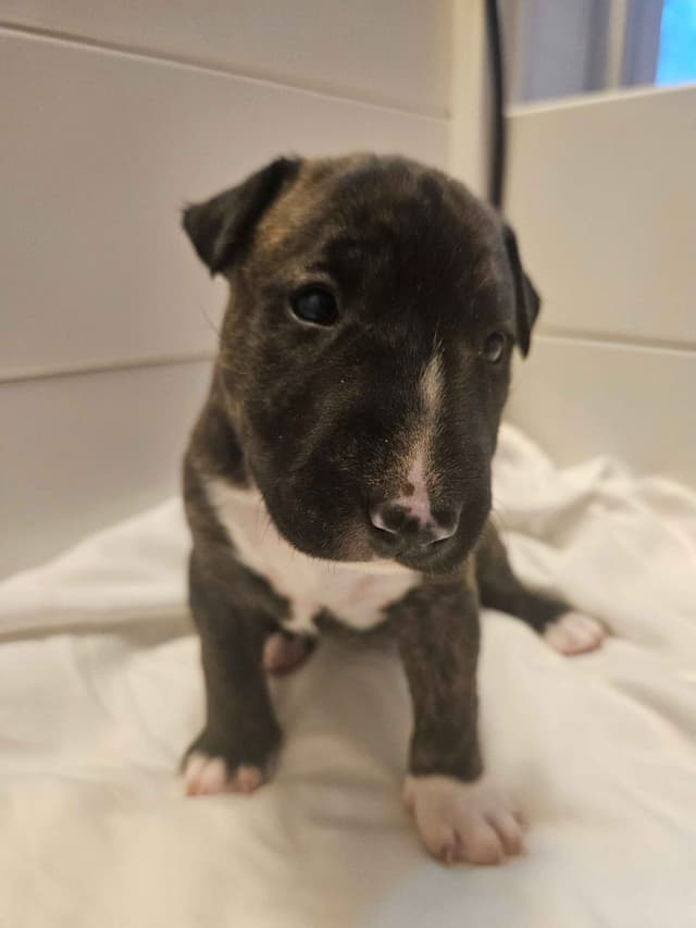 Bull Terrier Puppies media 5