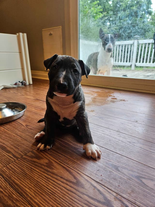 Bull Terrier Puppies media 4