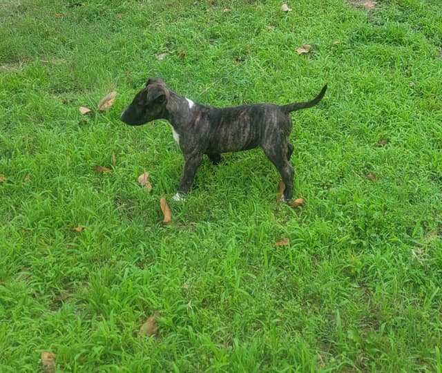 Bull Terrier Puppies media 6