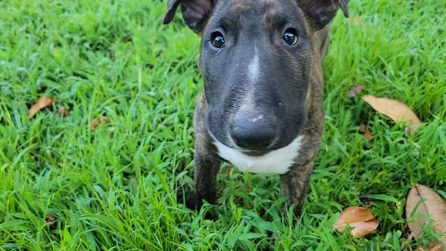 Bull Terrier Puppies media 2