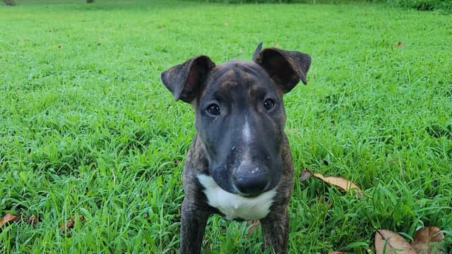 Bull Terrier Puppies media 7