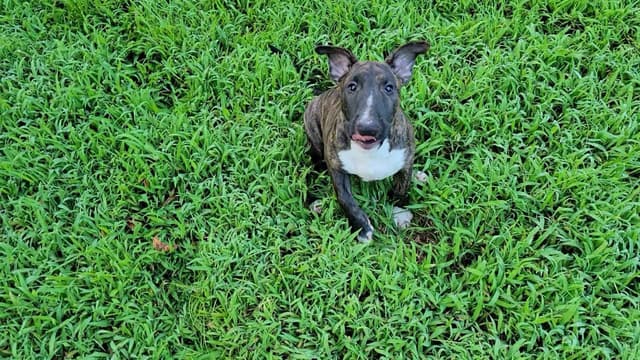 Bull Terrier Puppies media 8