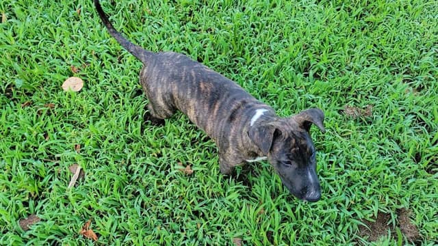 Bull Terrier Puppies media 9