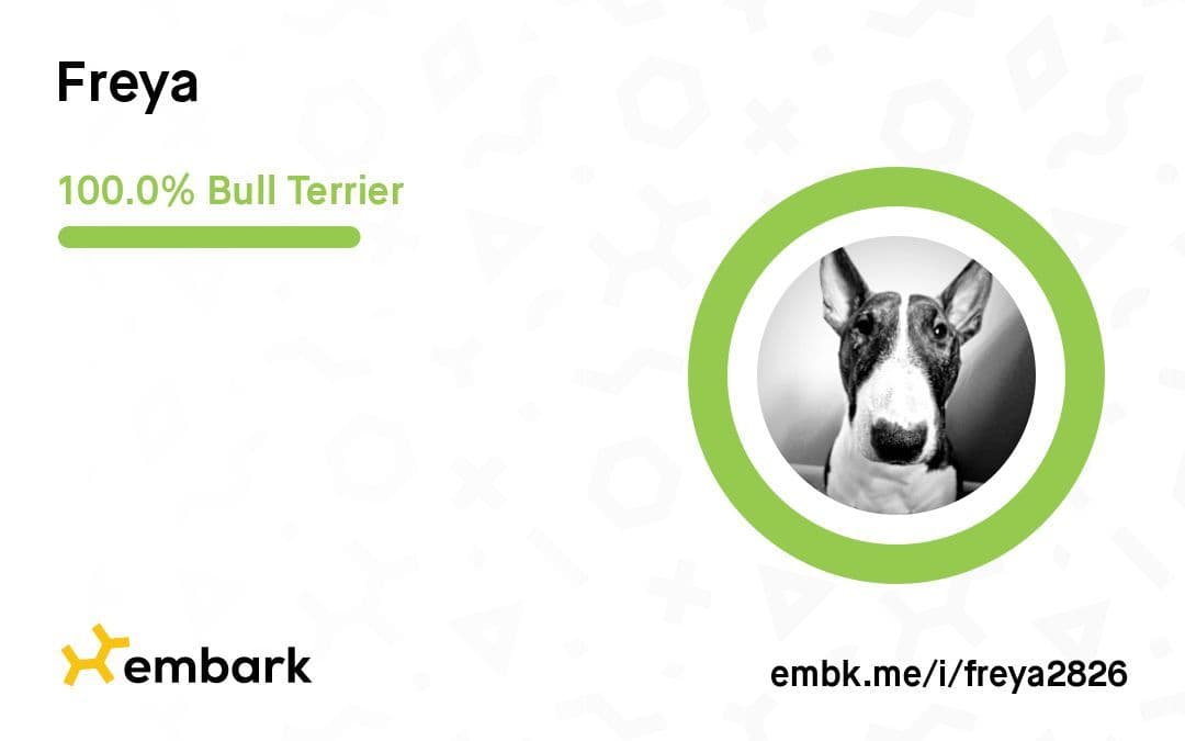 Bull Terrier Puppies breeder image 1