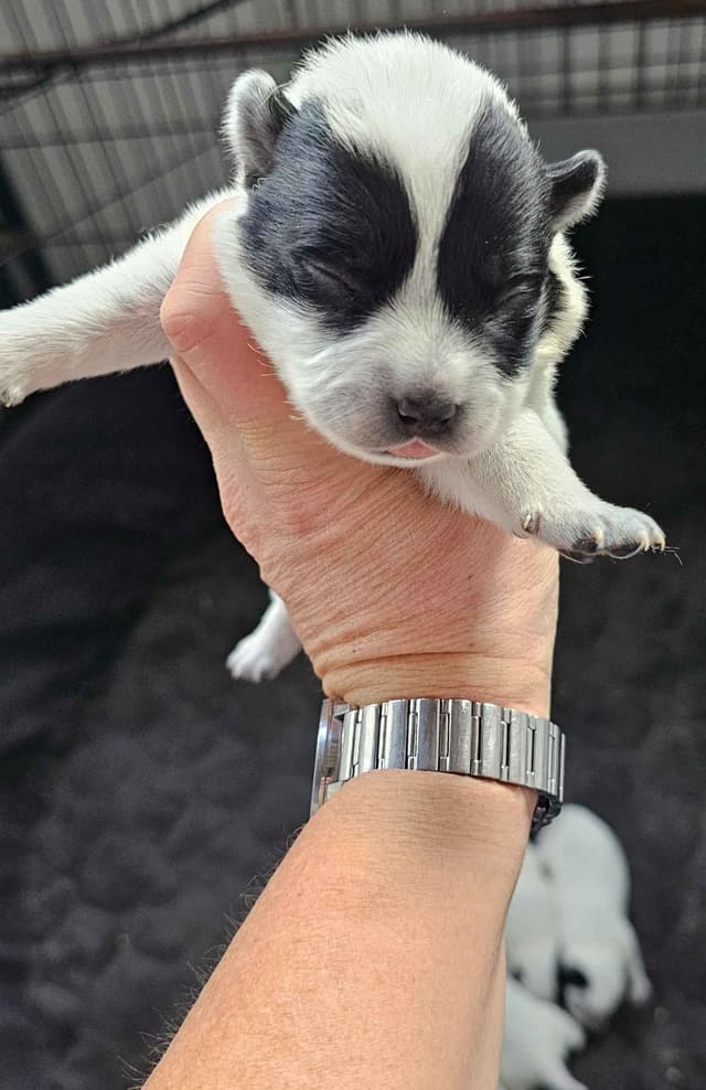 Australian Cattle Dog Puppies 3 girls Available media 2