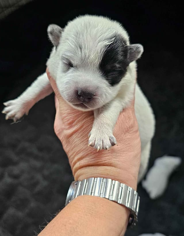 Australian Cattle Dog Puppies 3 girls Available media 4