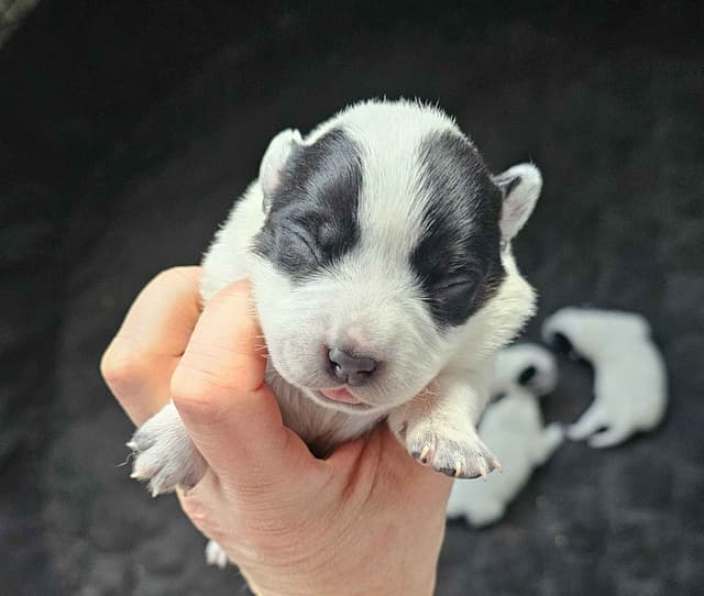 Australian Cattle Dog Puppies 3 girls Available media 5