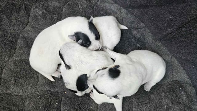 Australian Cattle Dog Puppies 3 girls Available media 6