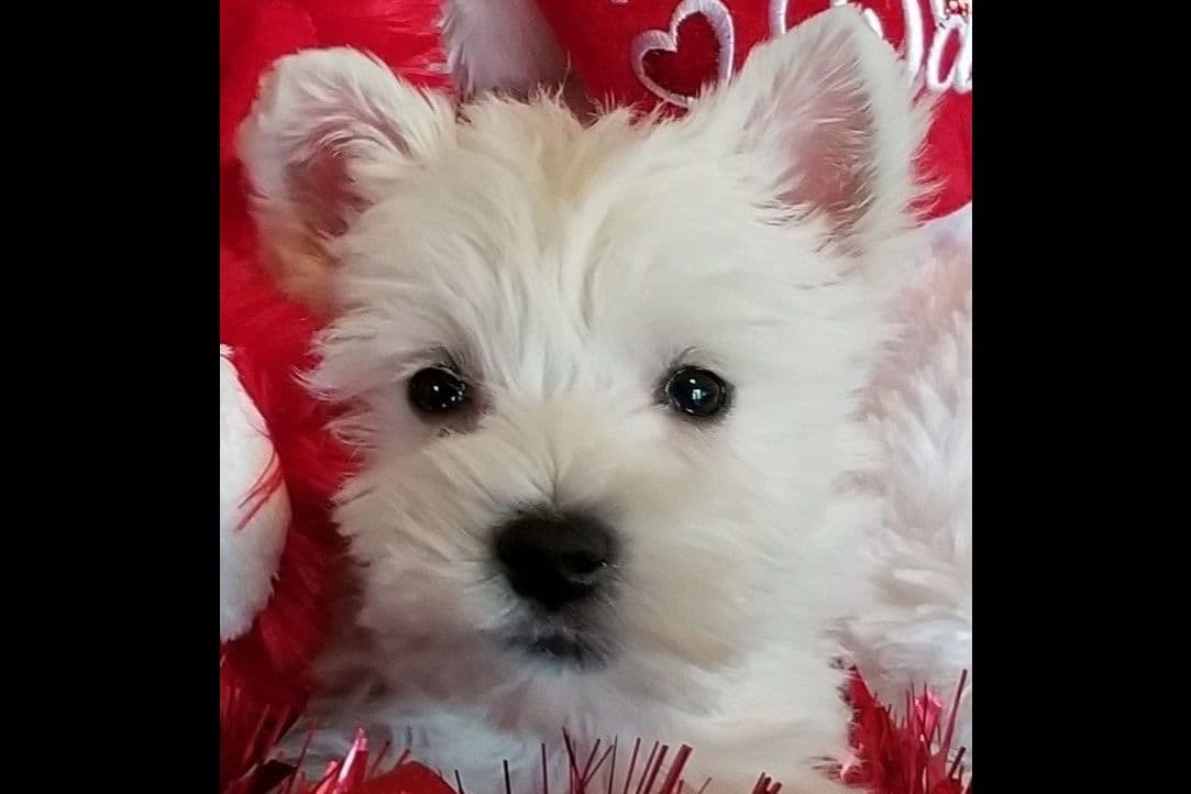 West Highland White Terrier Puppies breeder image 6