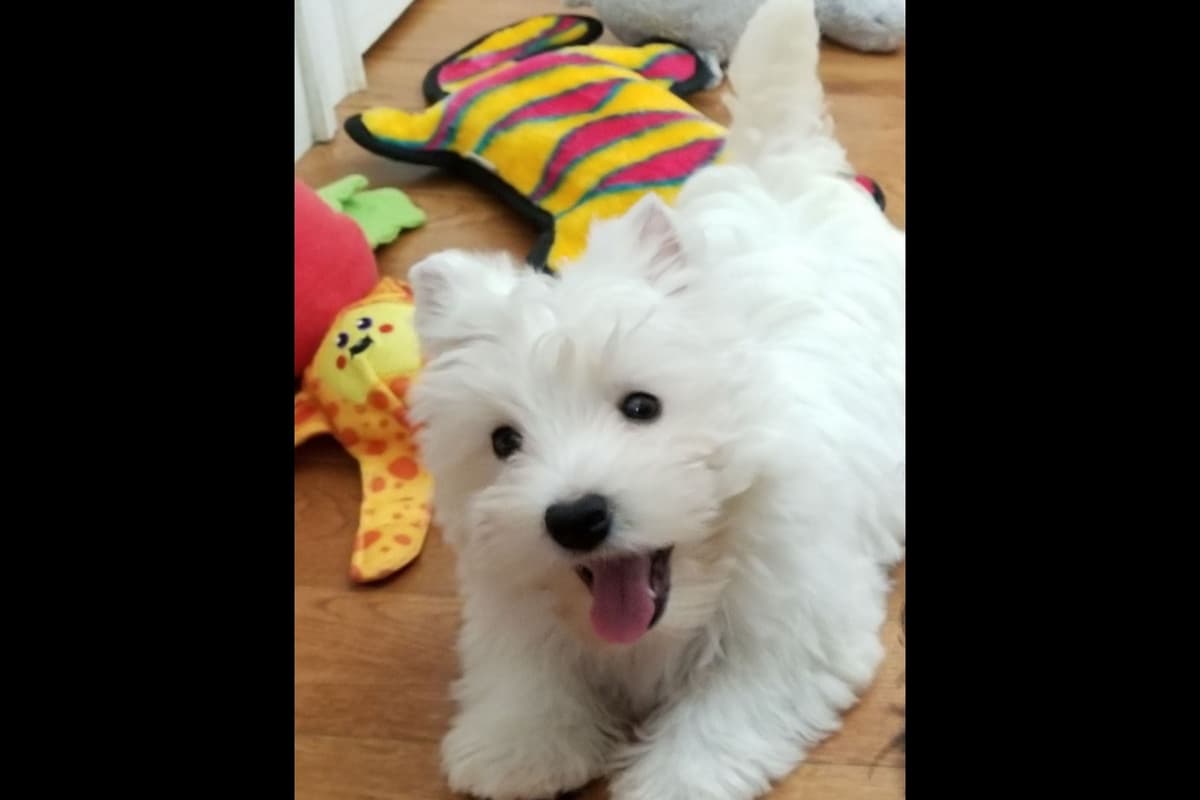 West Highland White Terrier Puppies breeder image 8