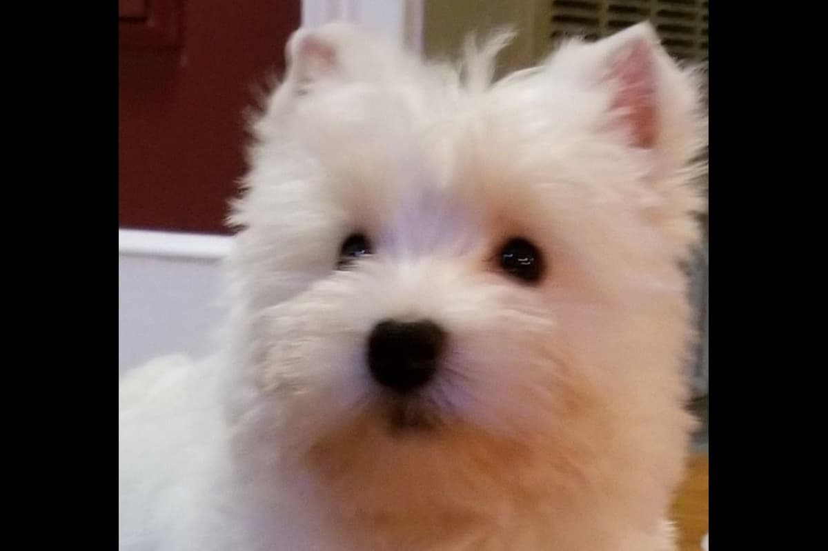 West Highland White Terrier Puppies breeder image 7