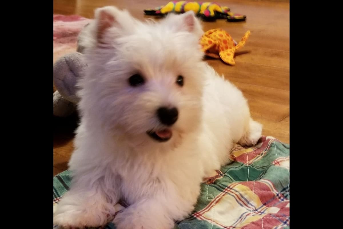 West Highland White Terrier Puppies breeder image 9