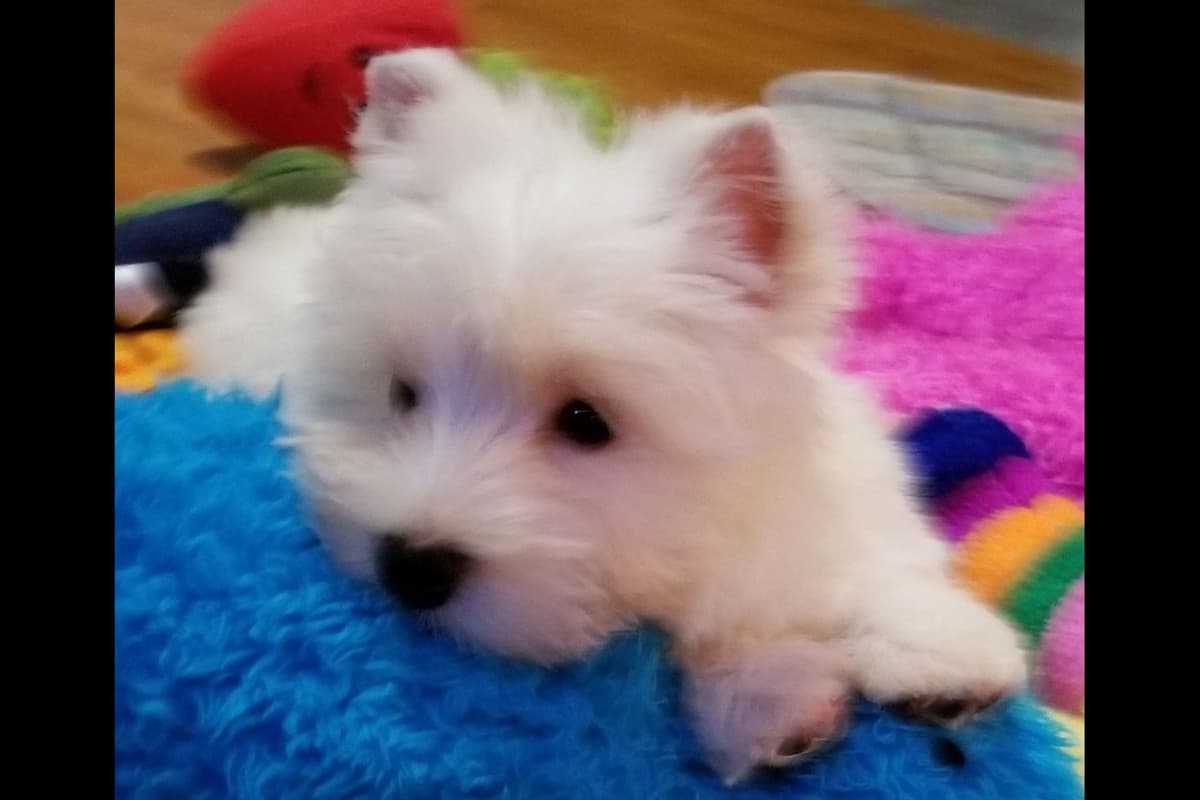 West Highland White Terrier Puppies breeder image 12