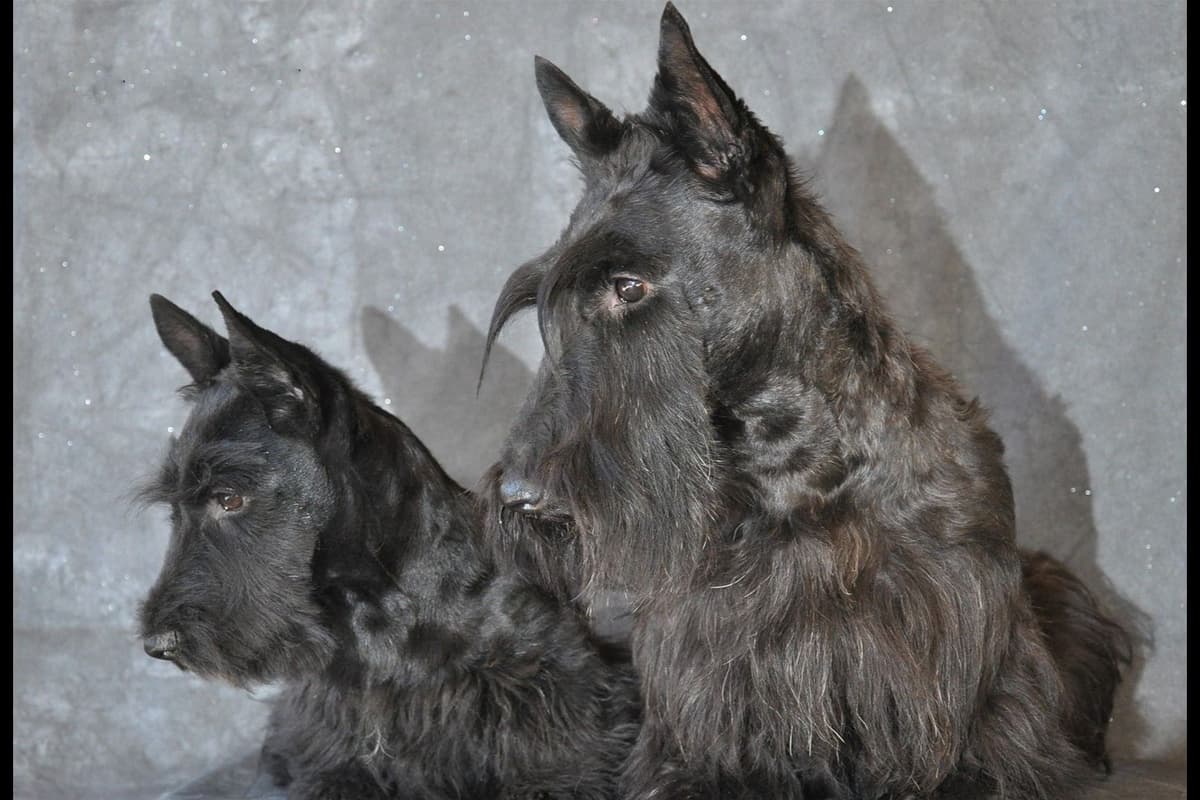 West Highland White Terrier Puppies breeder image 18