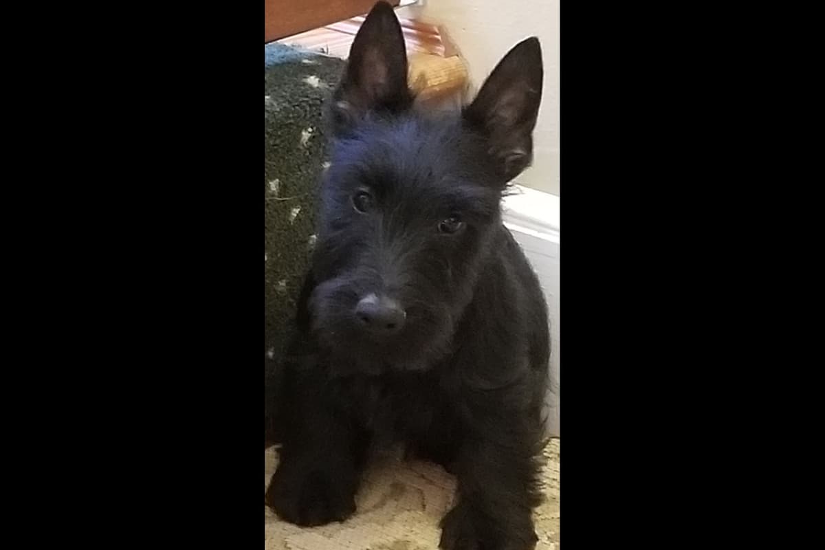 West Highland White Terrier Puppies breeder image 19