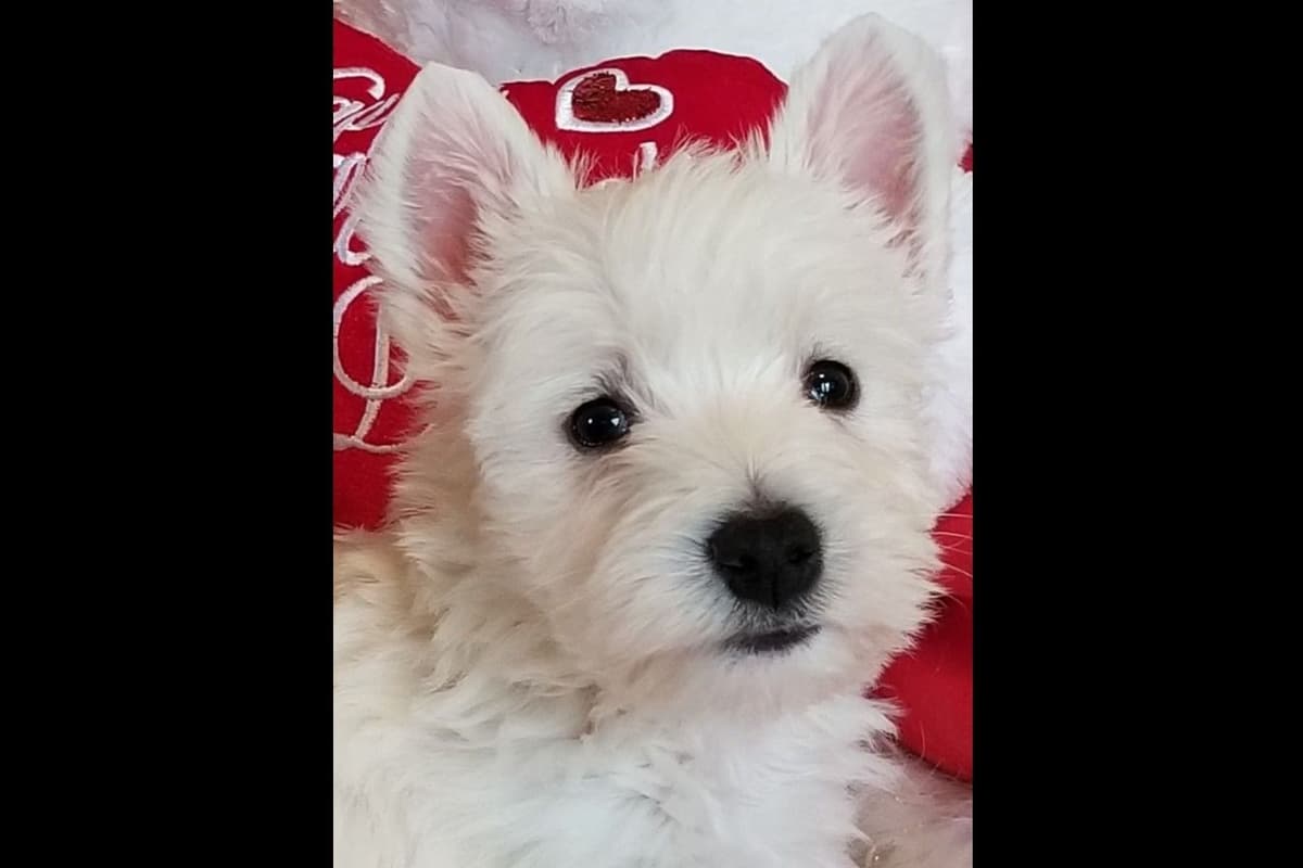 West Highland White Terrier Puppies breeder image 14