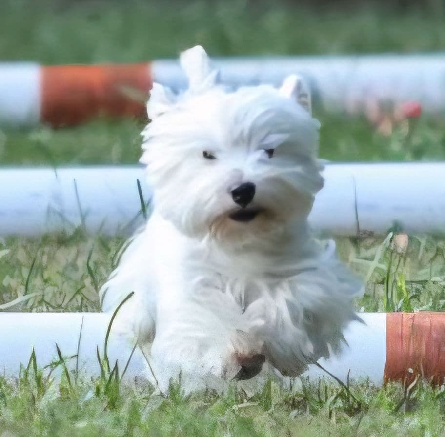 West Highland White Terrier Puppies breeder image 4