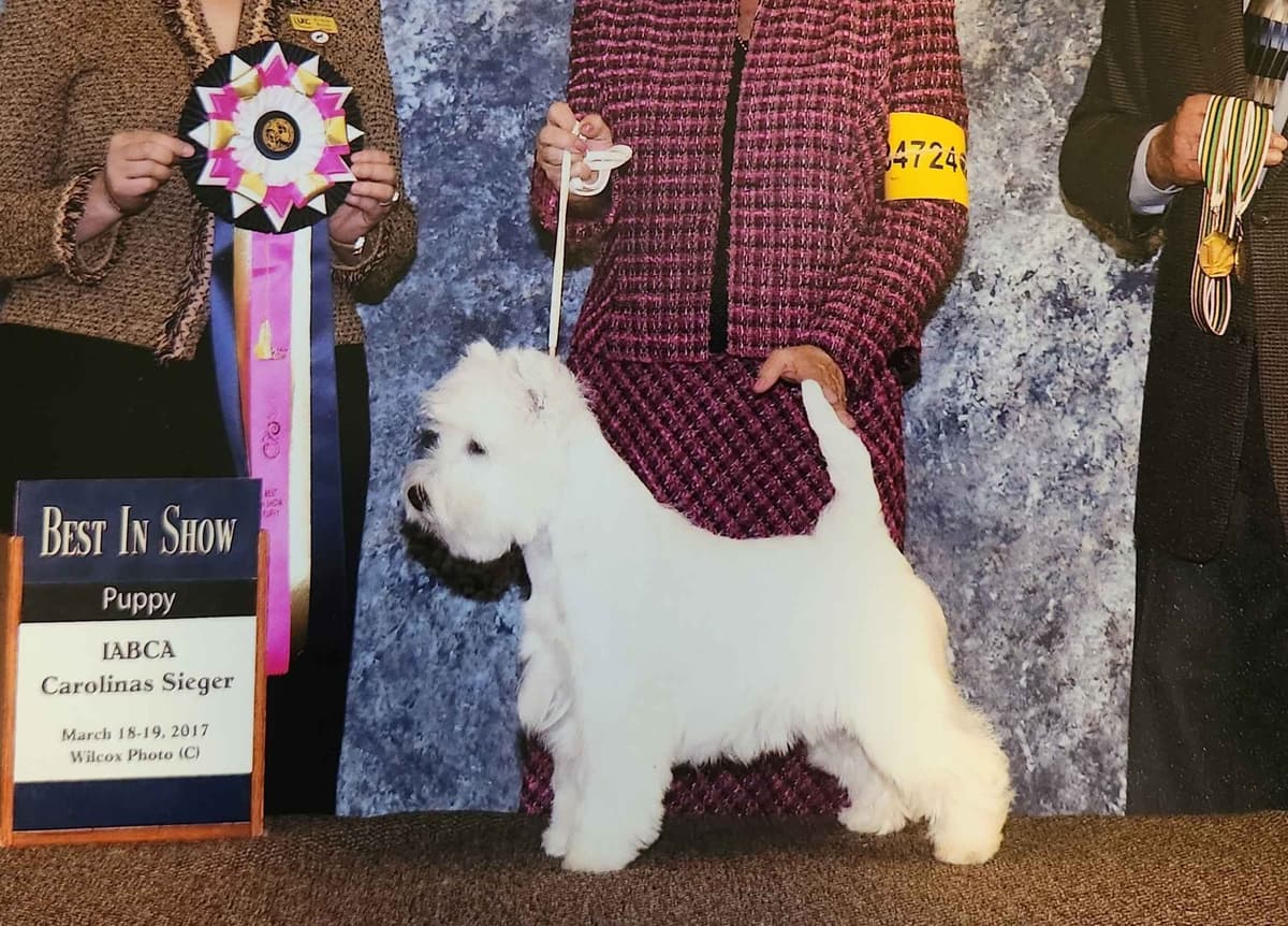 West Highland White Terrier Puppies breeder image 10