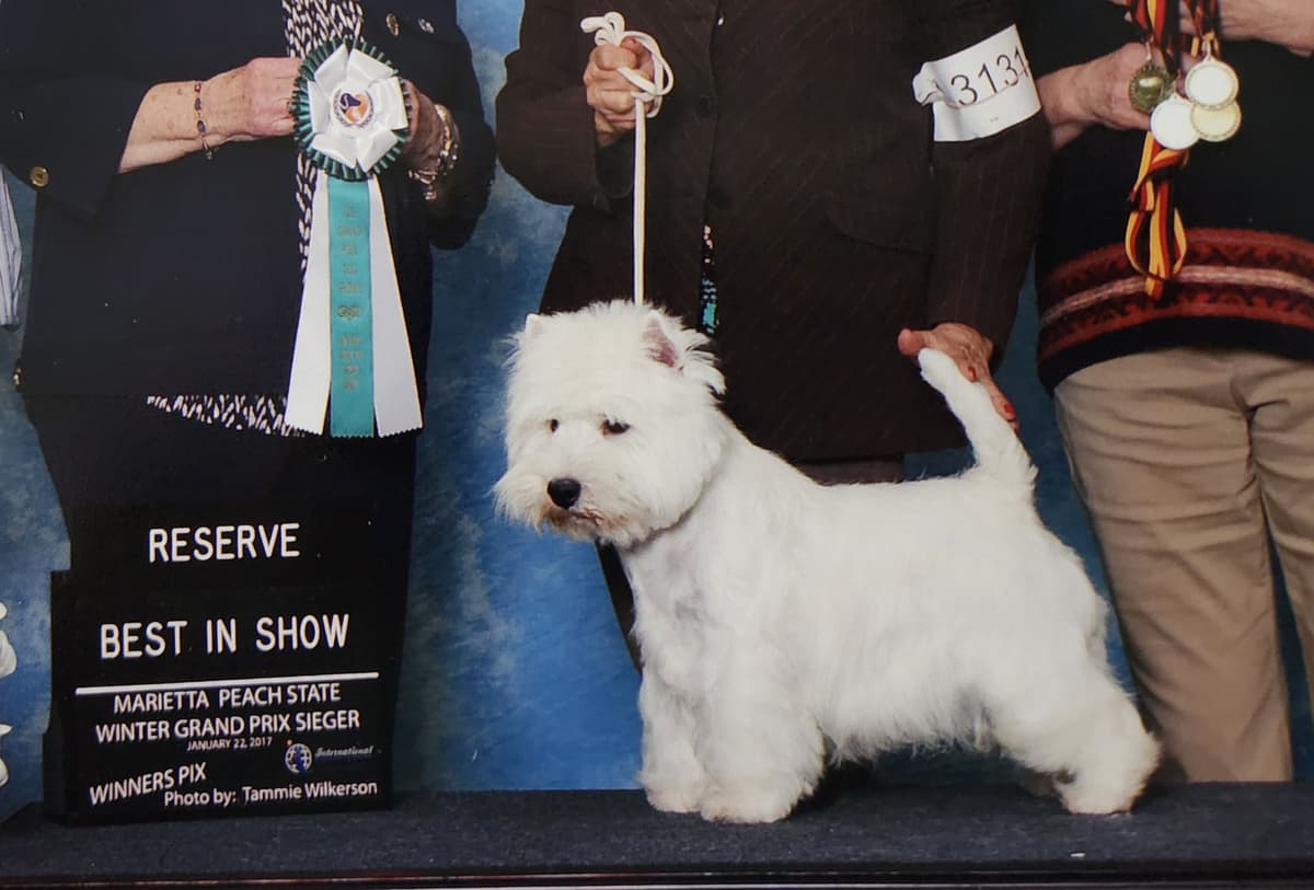 West Highland White Terrier Puppies breeder image 13
