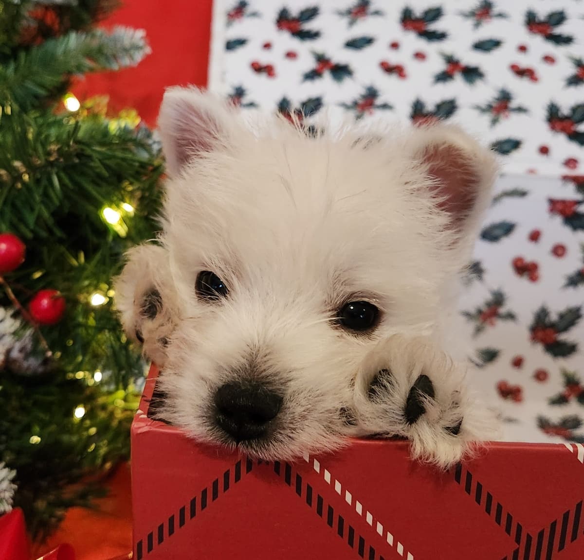 West Highland White Terrier Puppies breeder image 11