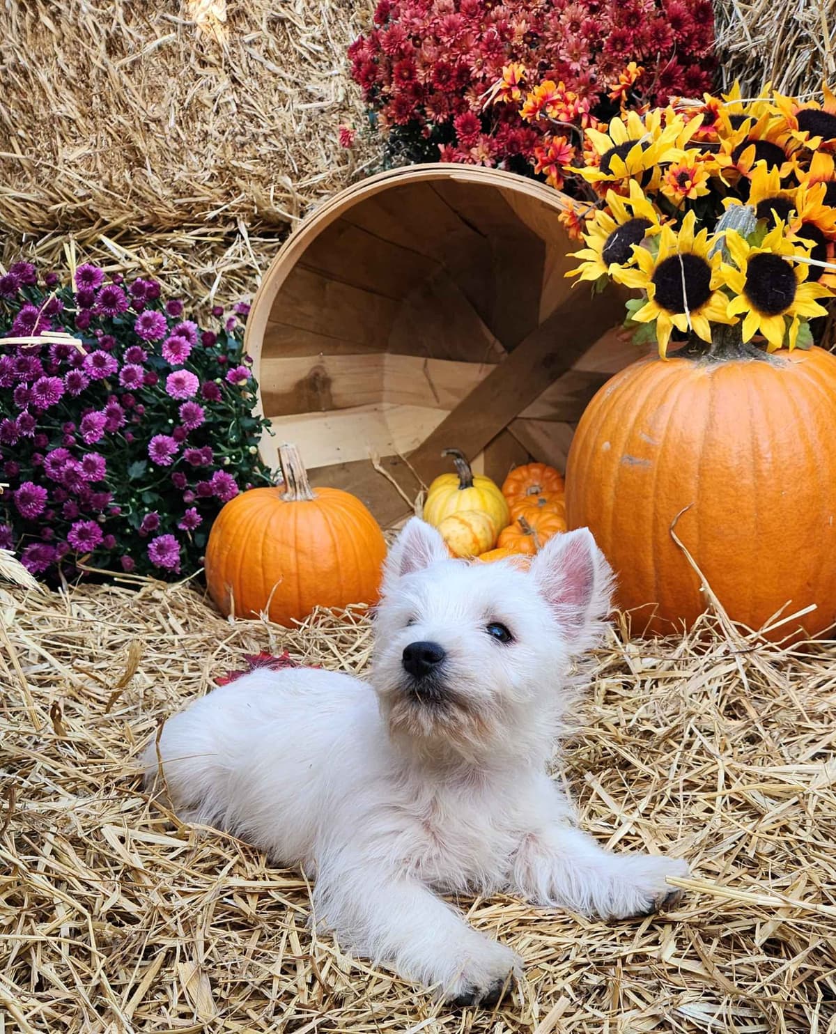 West Highland White Terrier Puppies breeder image 3