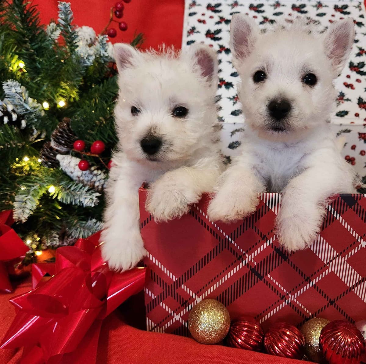 West Highland White Terrier Puppies breeder image 5