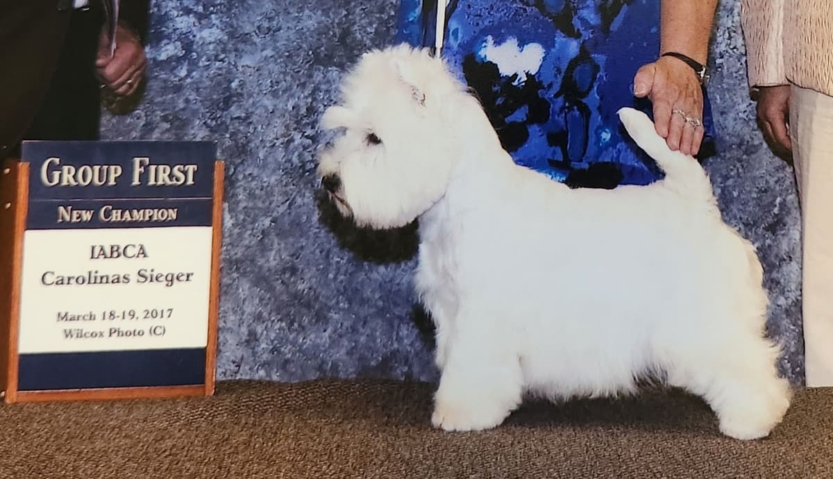 West Highland White Terrier Puppies breeder image 16