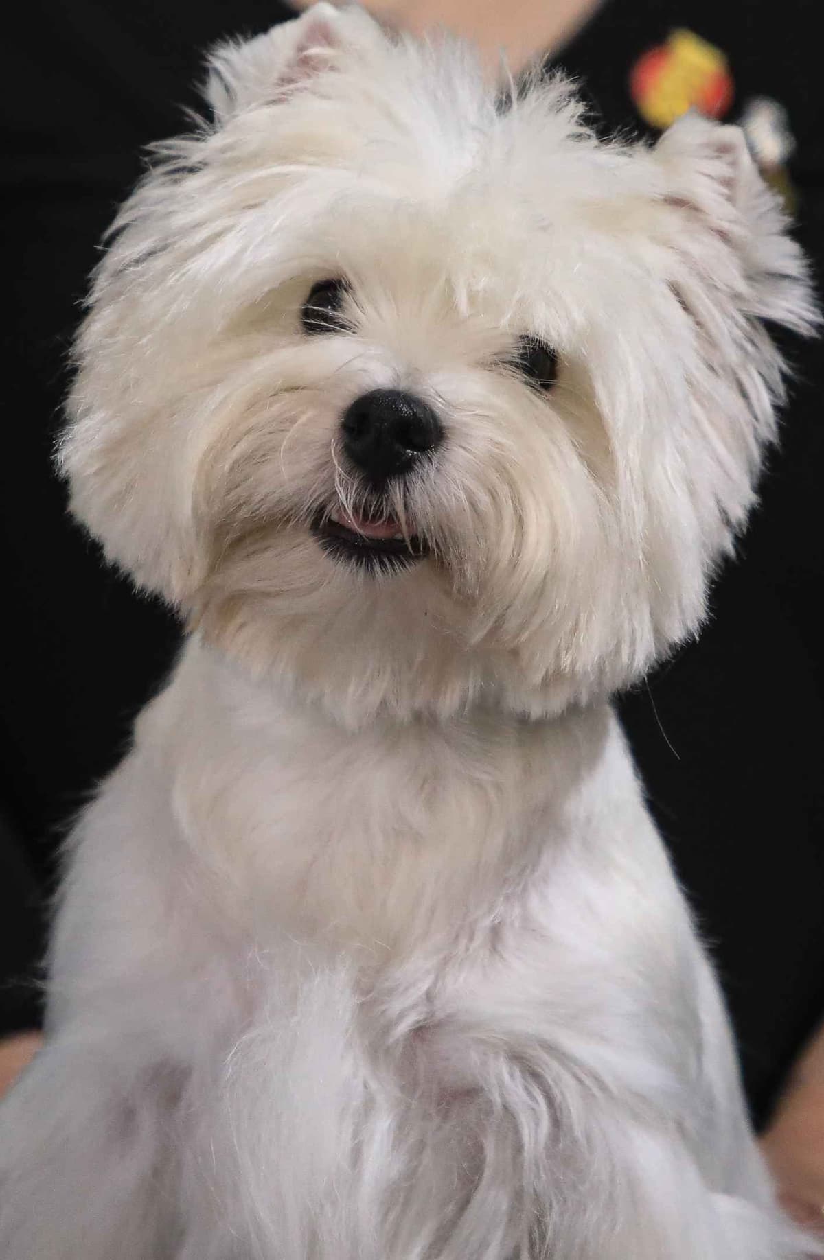 West Highland White Terrier Puppies breeder image 17