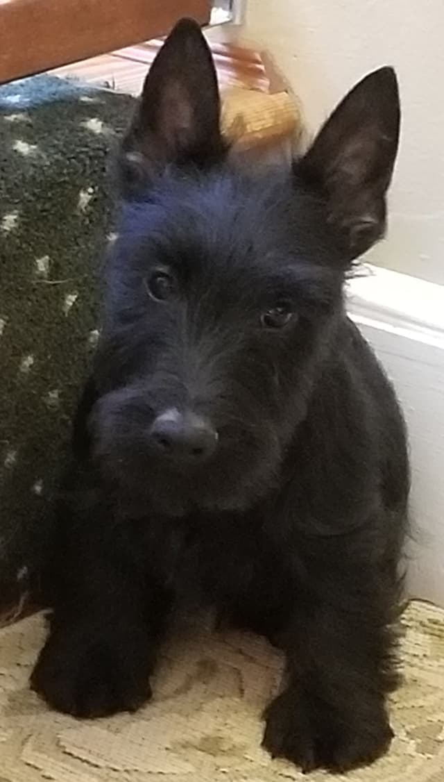 Scottish Terrier Puppies media 2