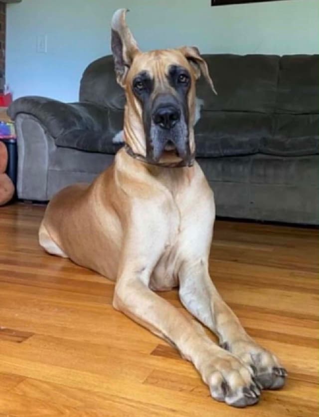 Great Dane Puppies media 2